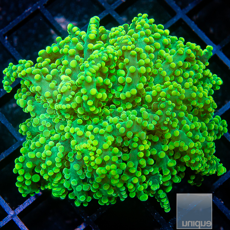 Neon Frogspawn 69 46.JPG