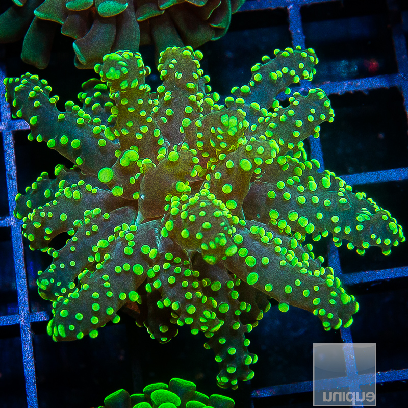 Neon Frogspawn 72 38.JPG