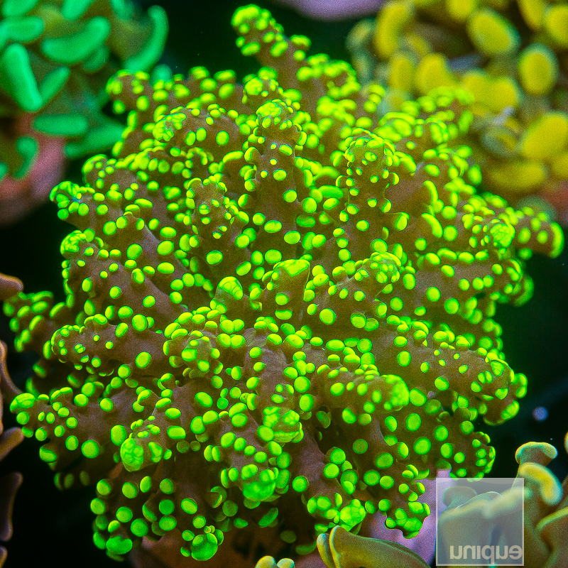 Neon Frogspawn 79 41.JPG