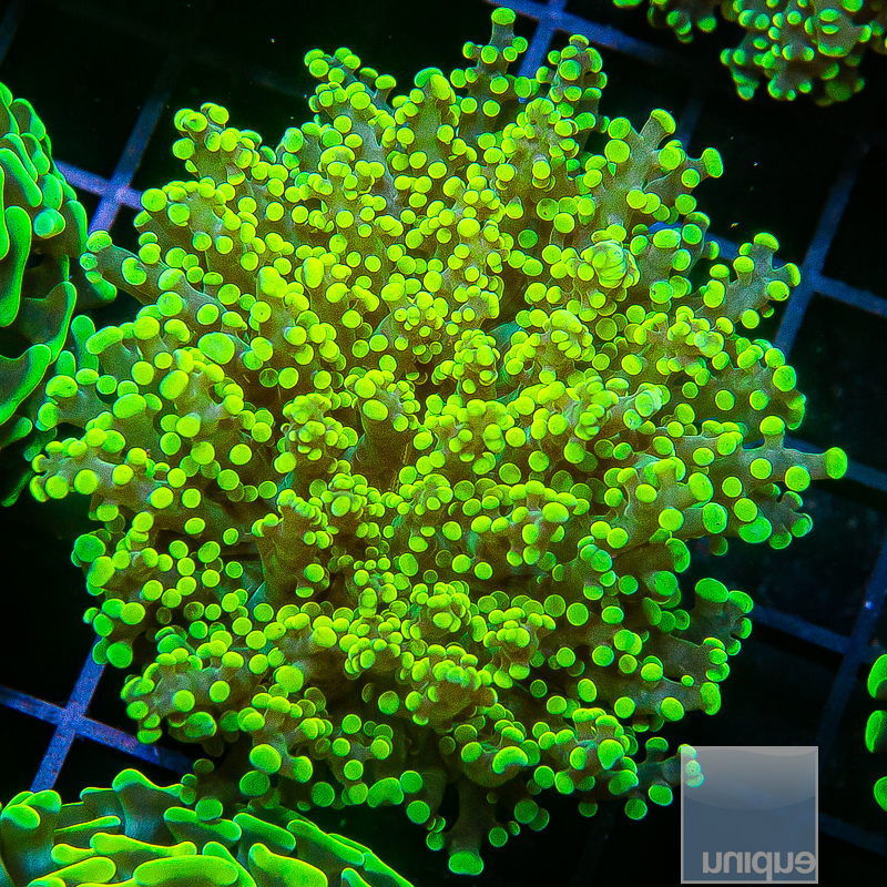 Neon Frogspawn 79 44.JPG