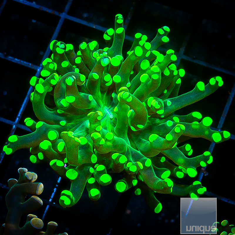 Neon Frogspawn 79 45.JPG