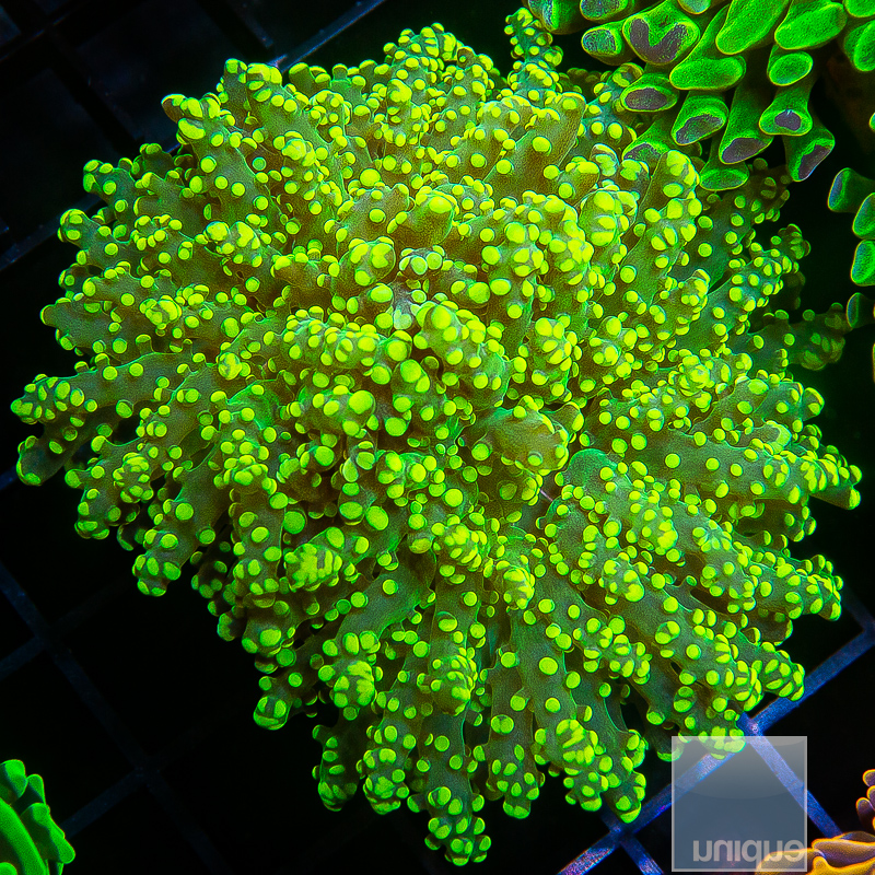 Neon Frogspawn 79 45.JPG