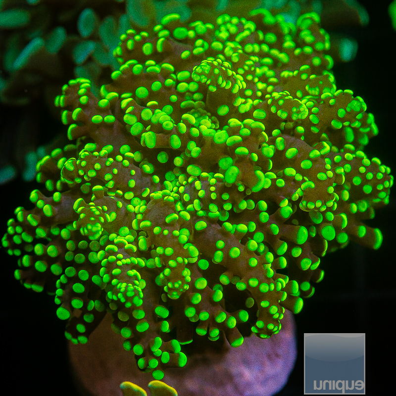 Neon Frogspawn 79 45.JPG