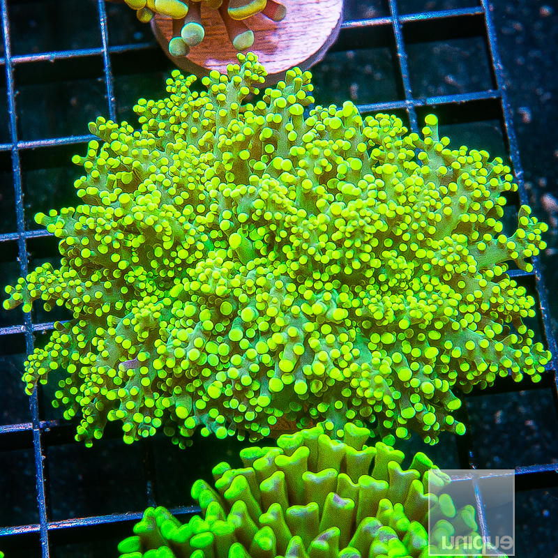 Neon Frogspawn 79 46.JPG