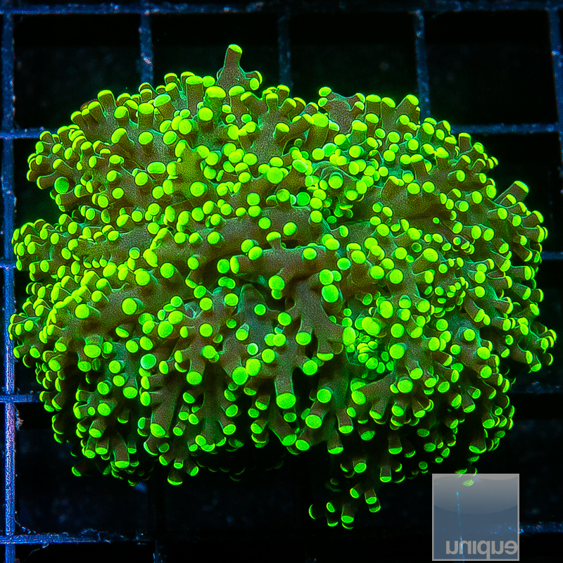 Neon Frogspawn 79 46.JPG