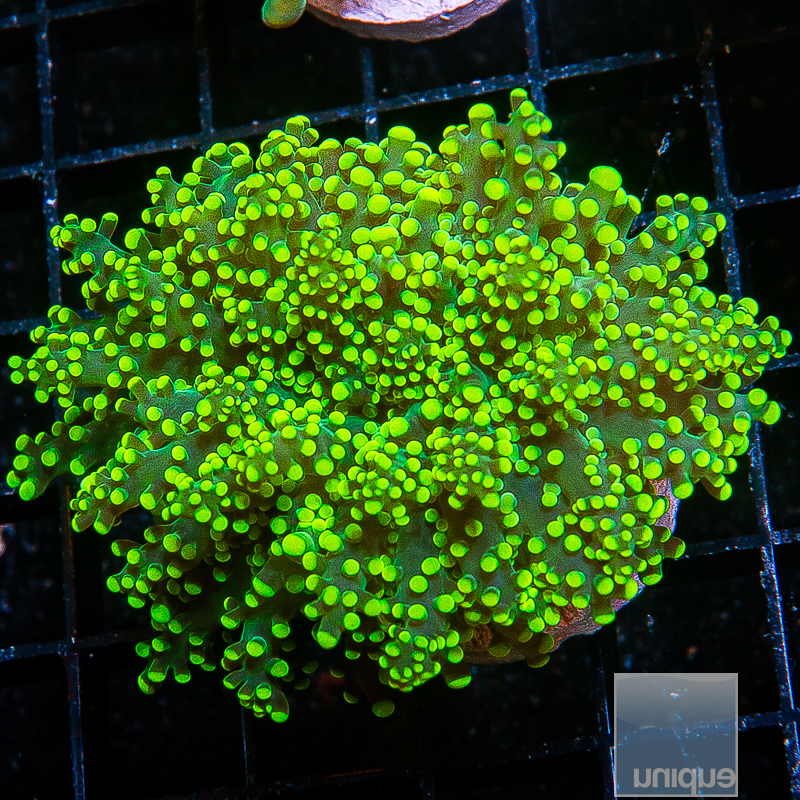 Neon Frogspawn 79 46.JPG