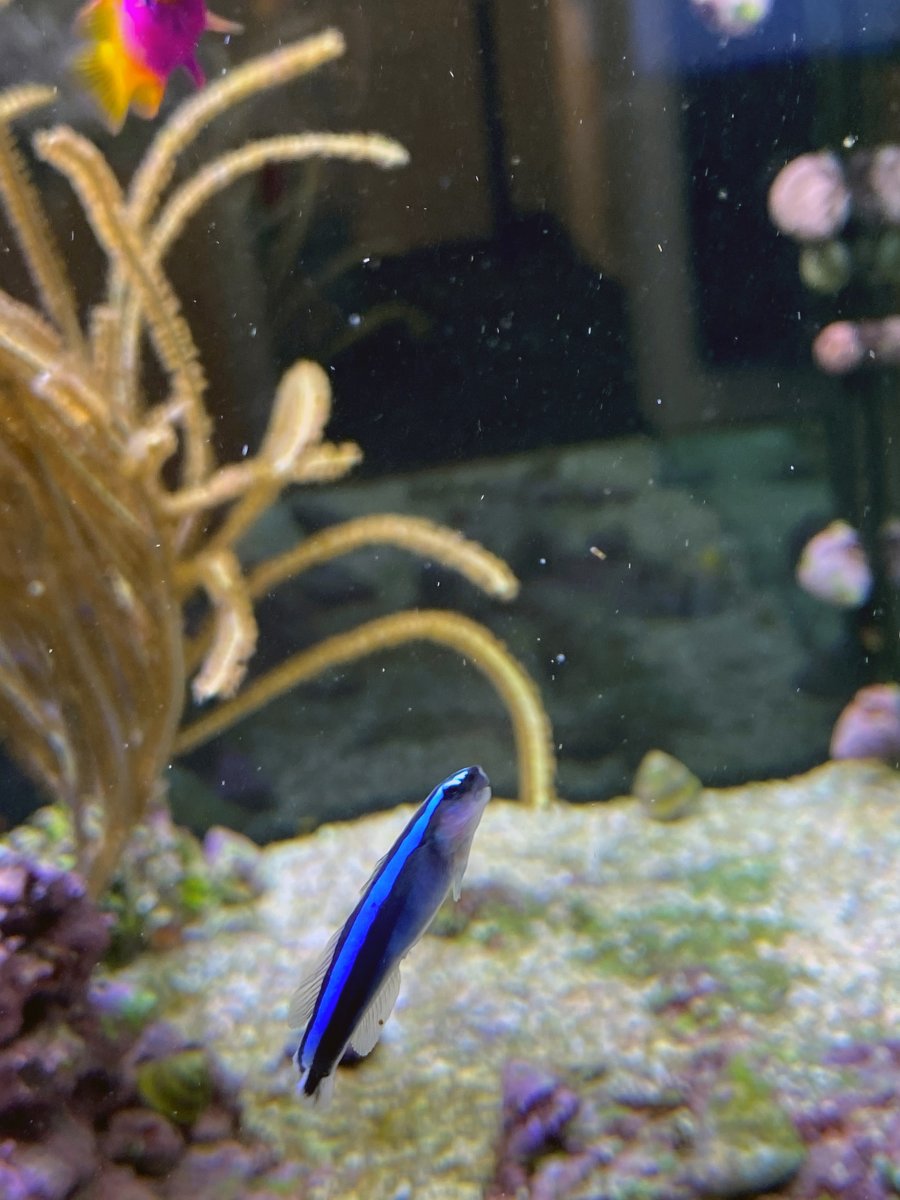 neon goby.jpg