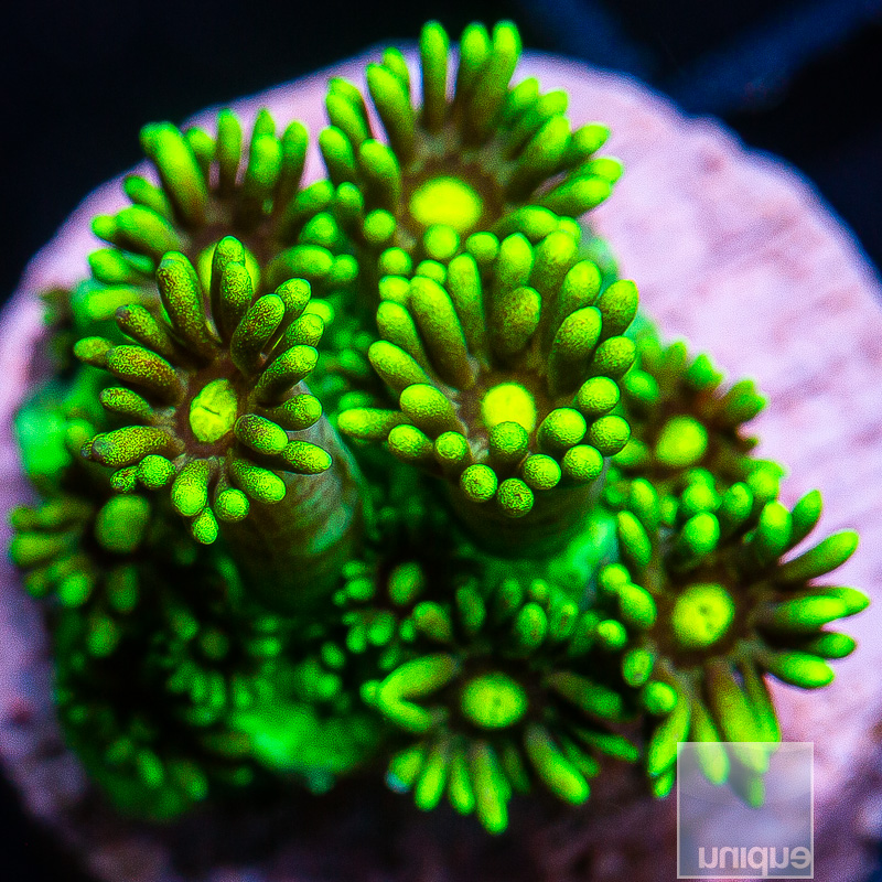 Neon Goniopora 69 46.JPG