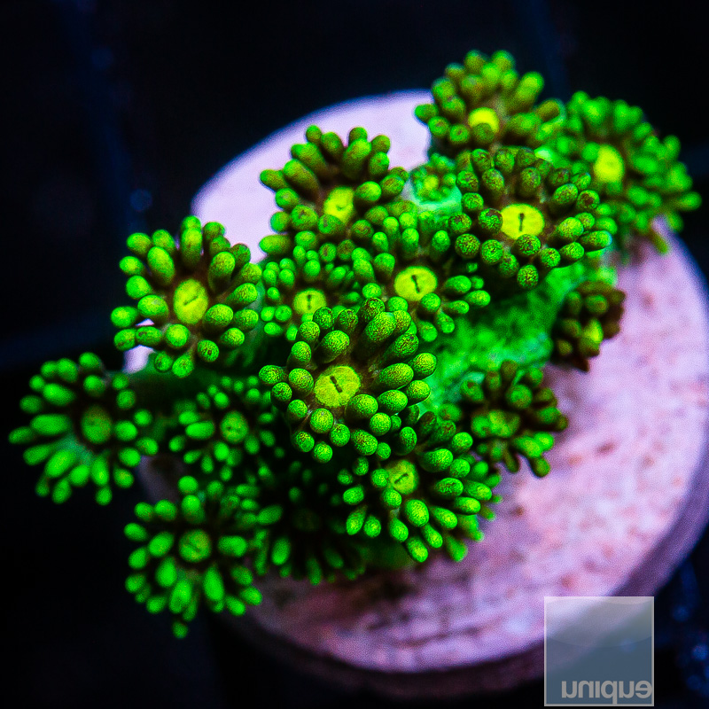 Neon Goniopora 79 36.JPG