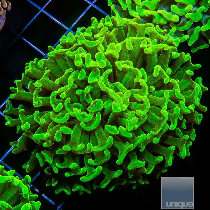 Neon Green Branching Hammer 69 46.JPG