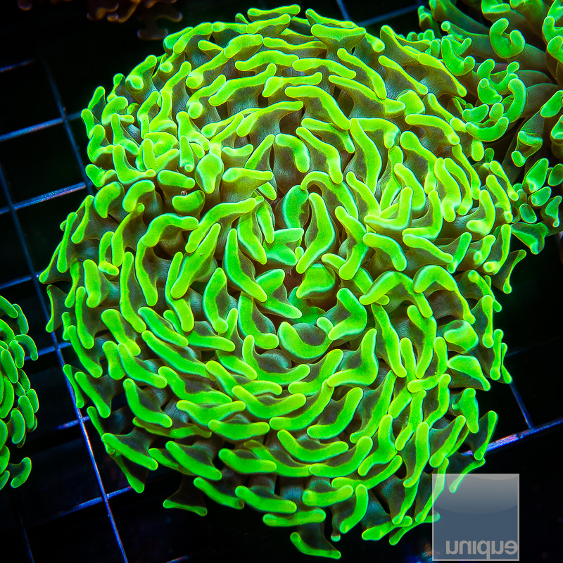 Neon Green Branching Hammer 79 46.JPG