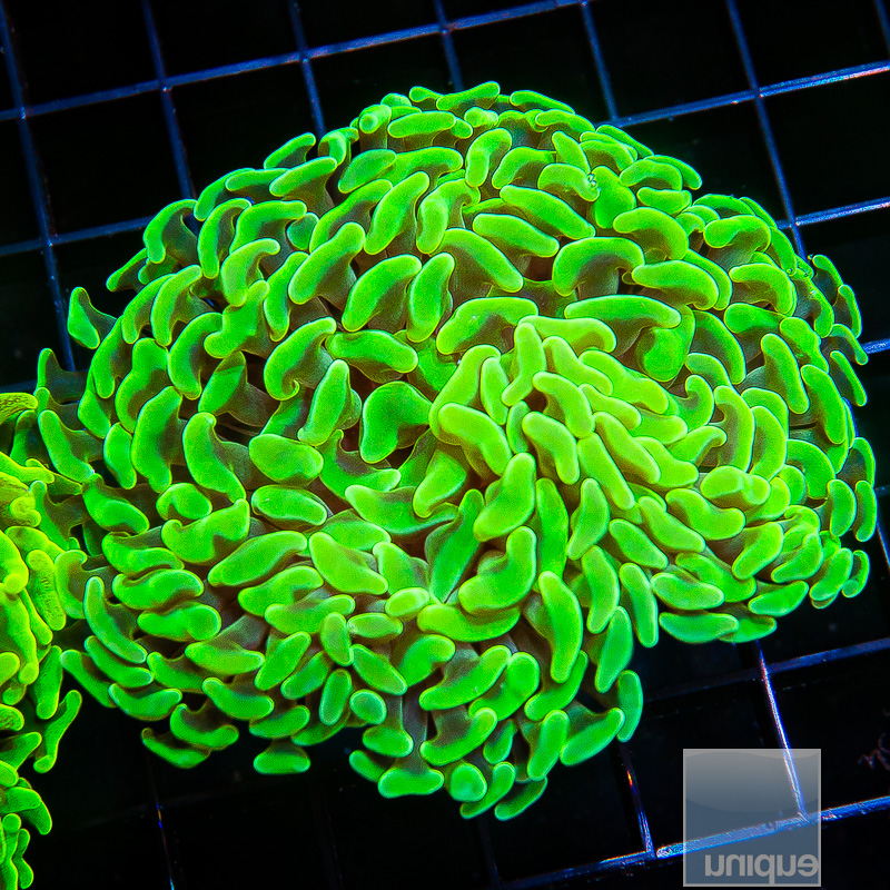 Neon Green Branching Hammer 79 46.JPG