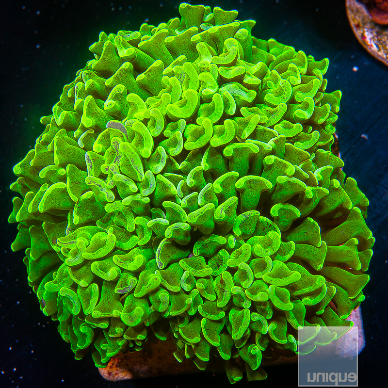 Neon Green Splatter Hammer 89 45.JPG