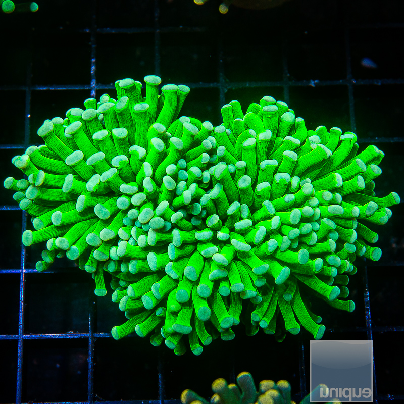 Neon Green Torch 129 82.JPG