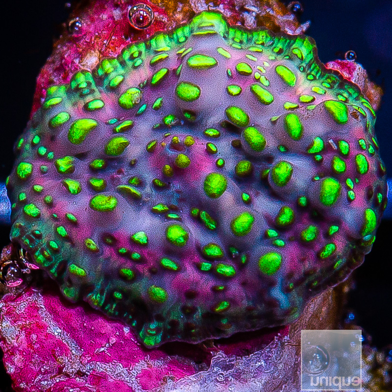 Neon Lava Lamp Mushroom 44 24.JPG