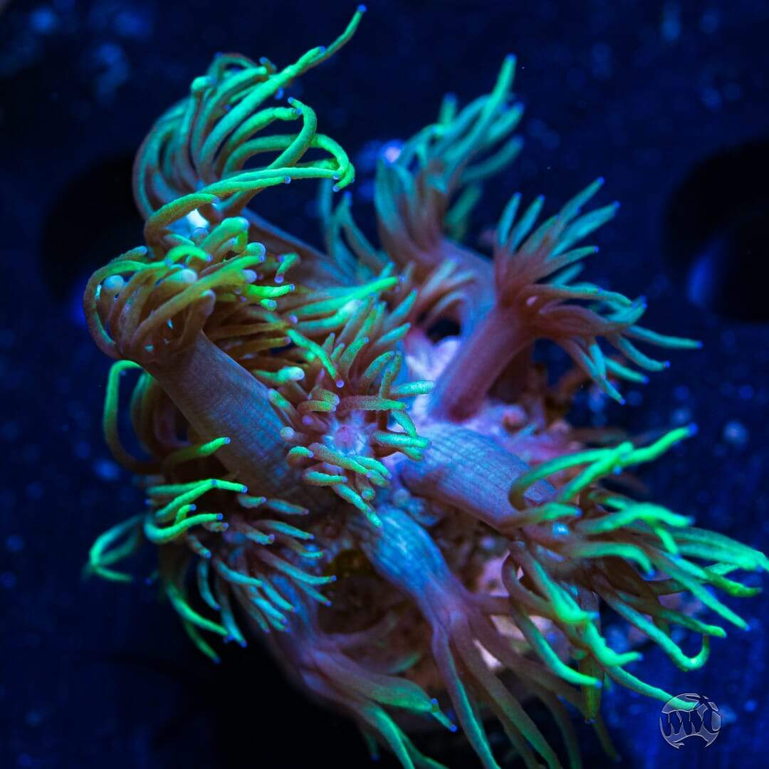 Neon Long Polyp.jpg