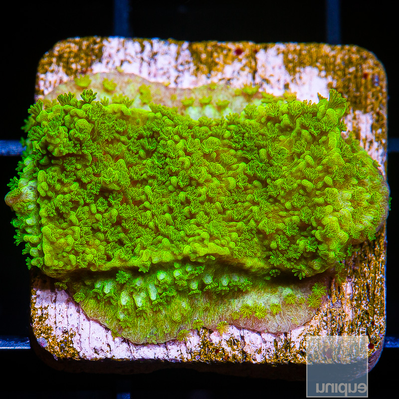 Neon Montipora 34 10.JPG