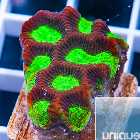 neon ooze platy 29 19.jpg