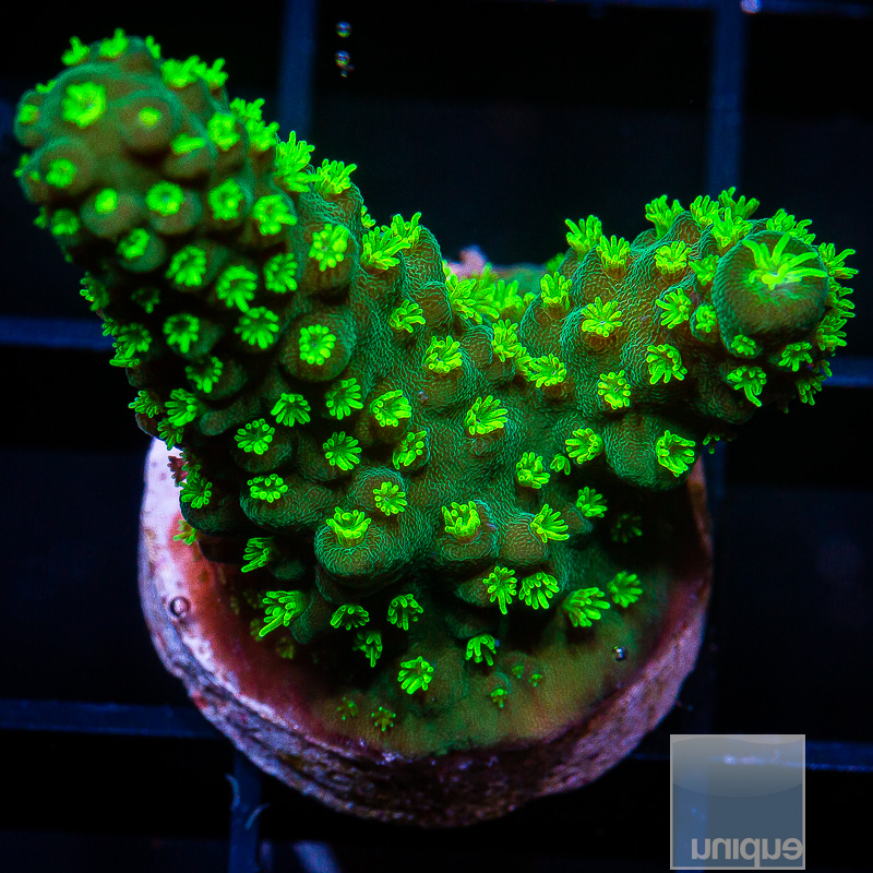 Neon Polyp Humulis 59 24.JPG