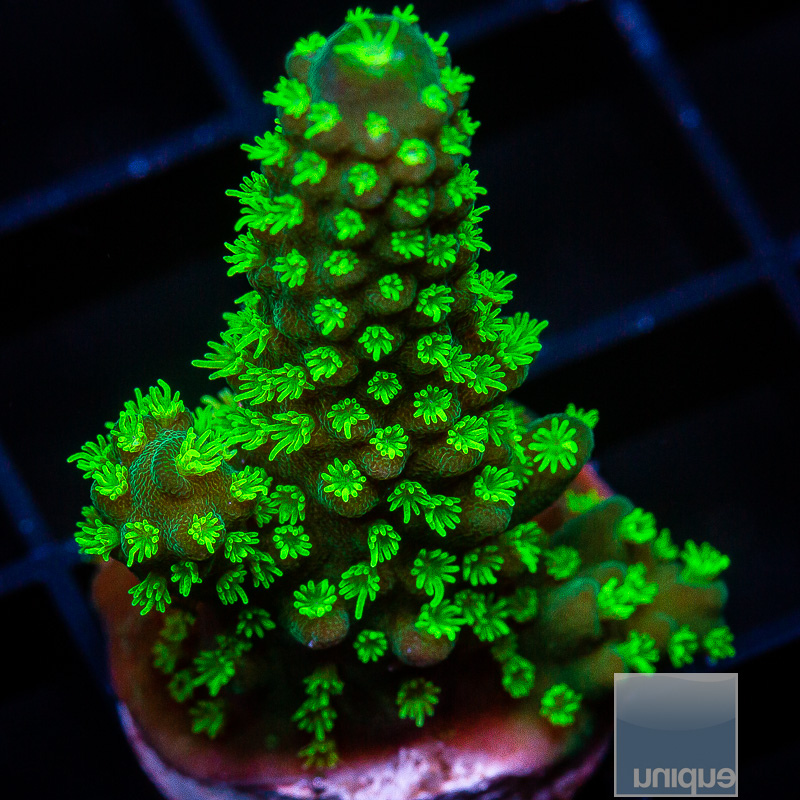 Neon Polyp Humulis 59 26.JPG