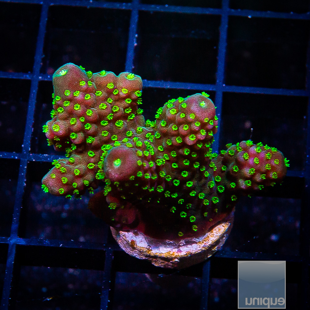 Neon Polyp Humulis 59 26.JPG