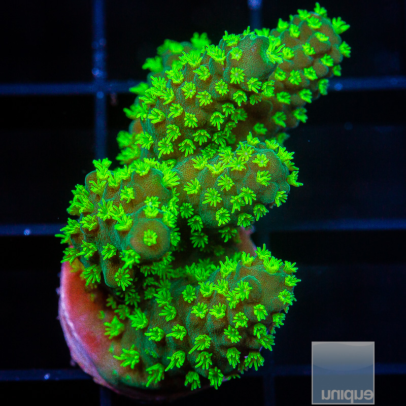 Neon Polyp Humulis 59 36.JPG