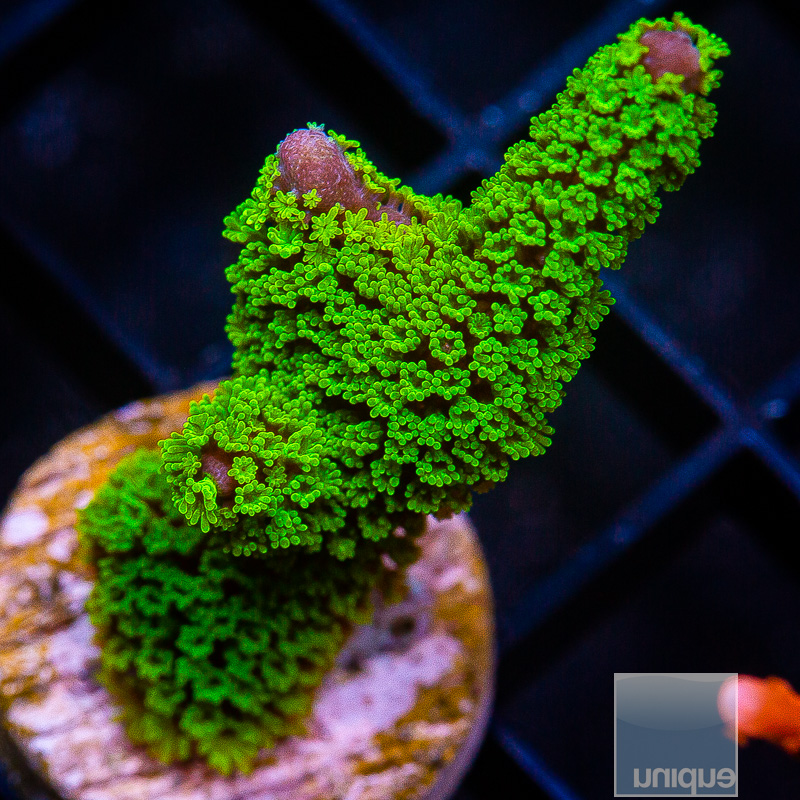 Neon Polyp Stellata 59 26.JPG