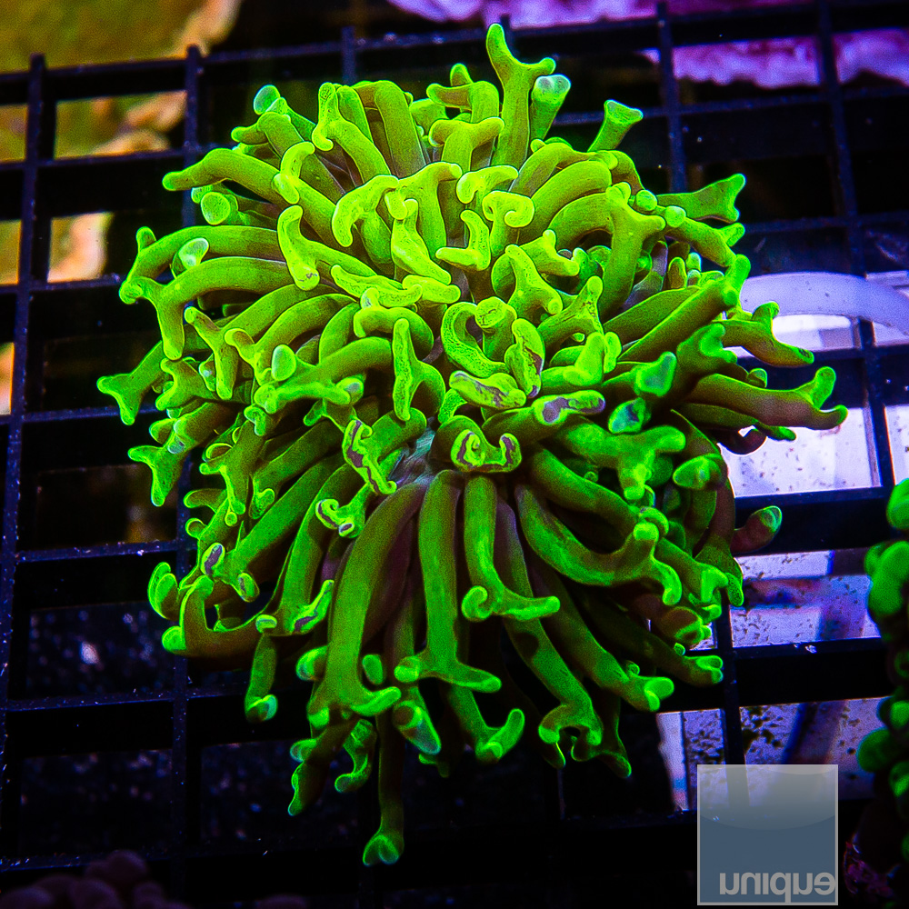 Neon Splatter Branching Hammer 59 26.JPG