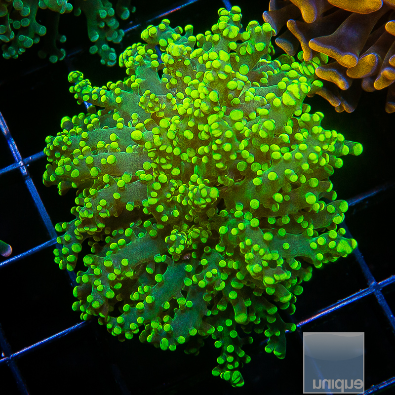 Neon Tip Frogspawn 79 38.JPG