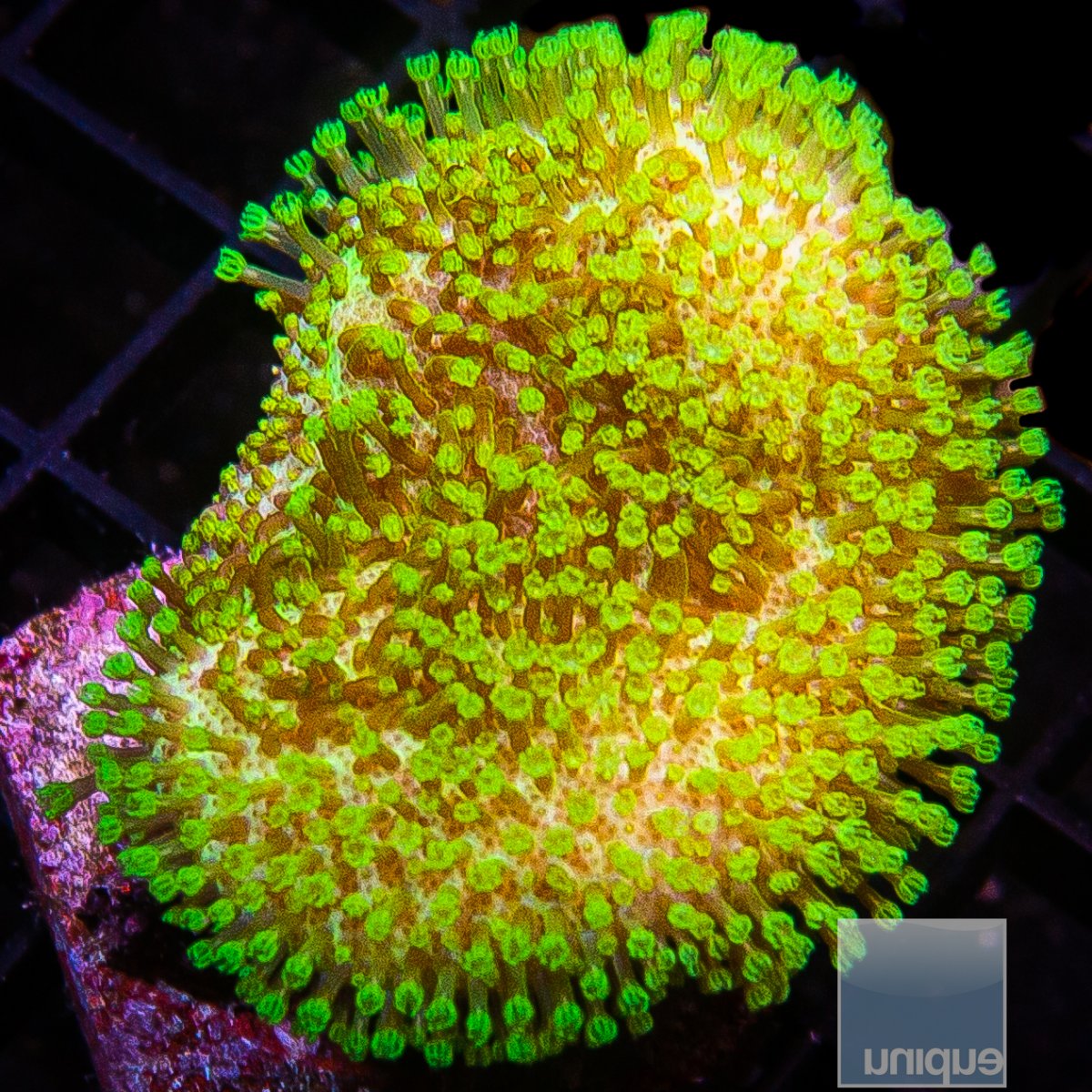 Neon Toadstool 59 36.JPG