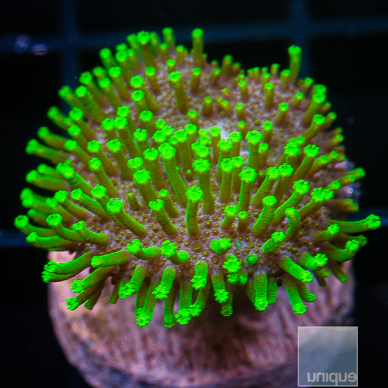 Neon Toadstool 69 24.JPG