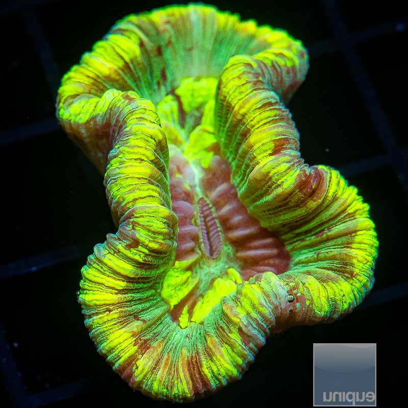 Neon Trachyphyllia 129 74.JPG