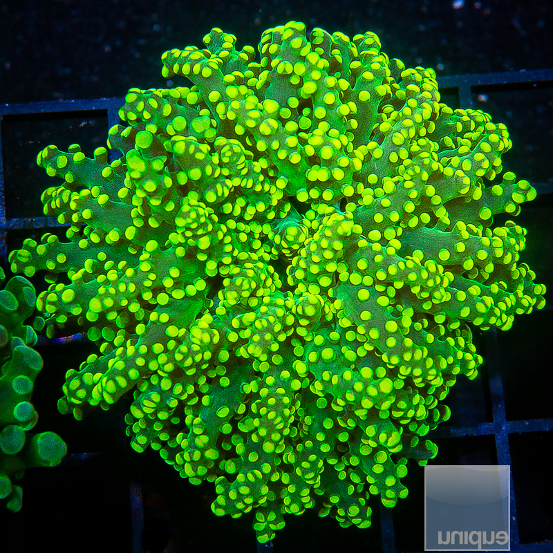 Neon Yellow Frogspawn 79 45.JPG