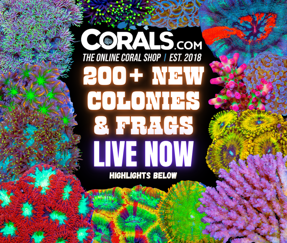 new corals 10.1(2).png