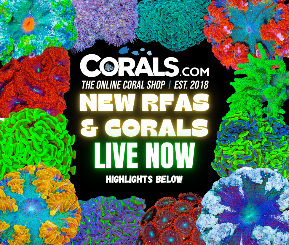 new corals 10.2(1).png