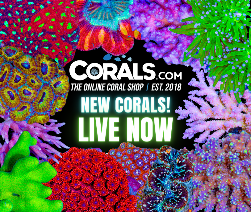 new corals 6.20.png