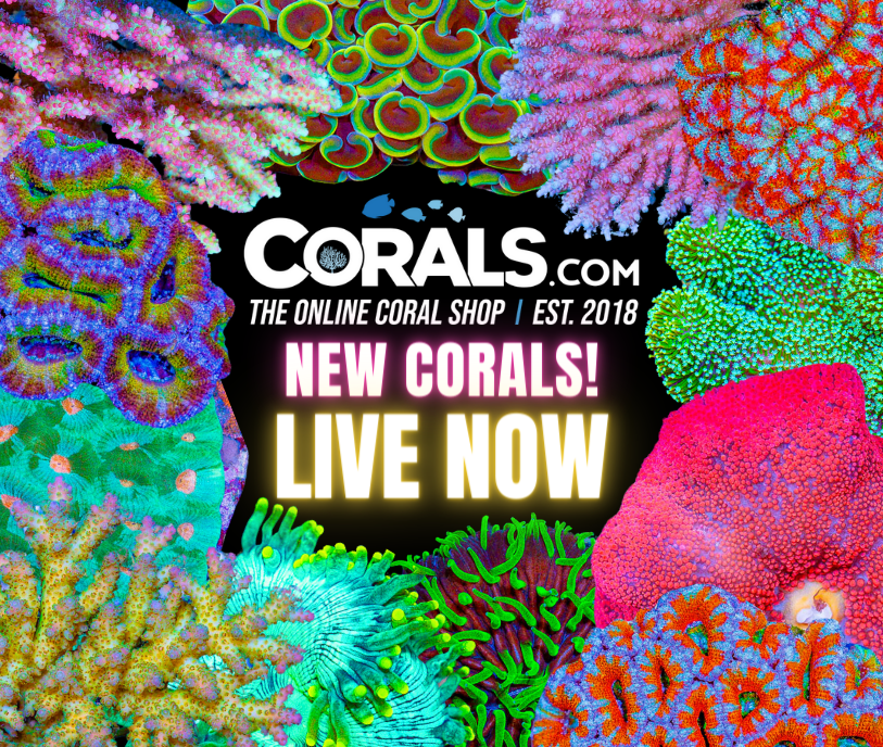 new corals 6.25.png