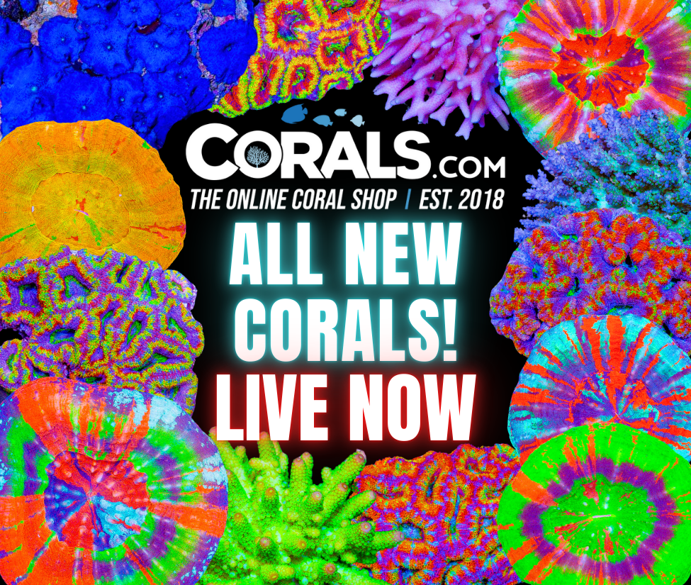 new corals 8.6(4).png