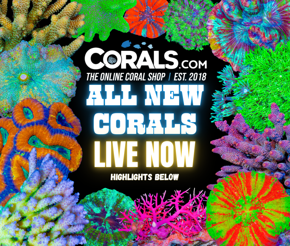 new corals 9.23.png