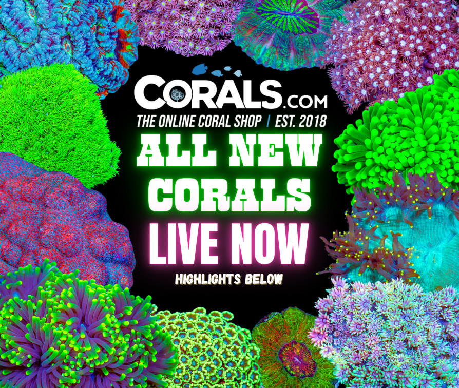 new corals 9.24.png