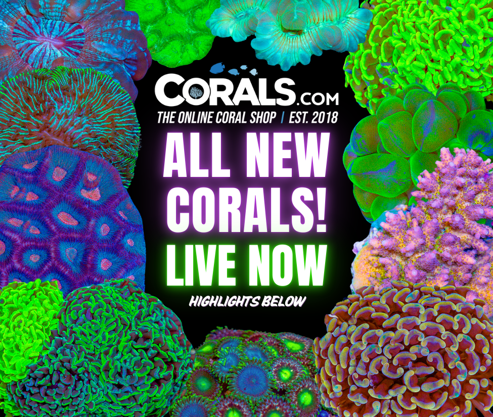 new corals 9.5(2).png