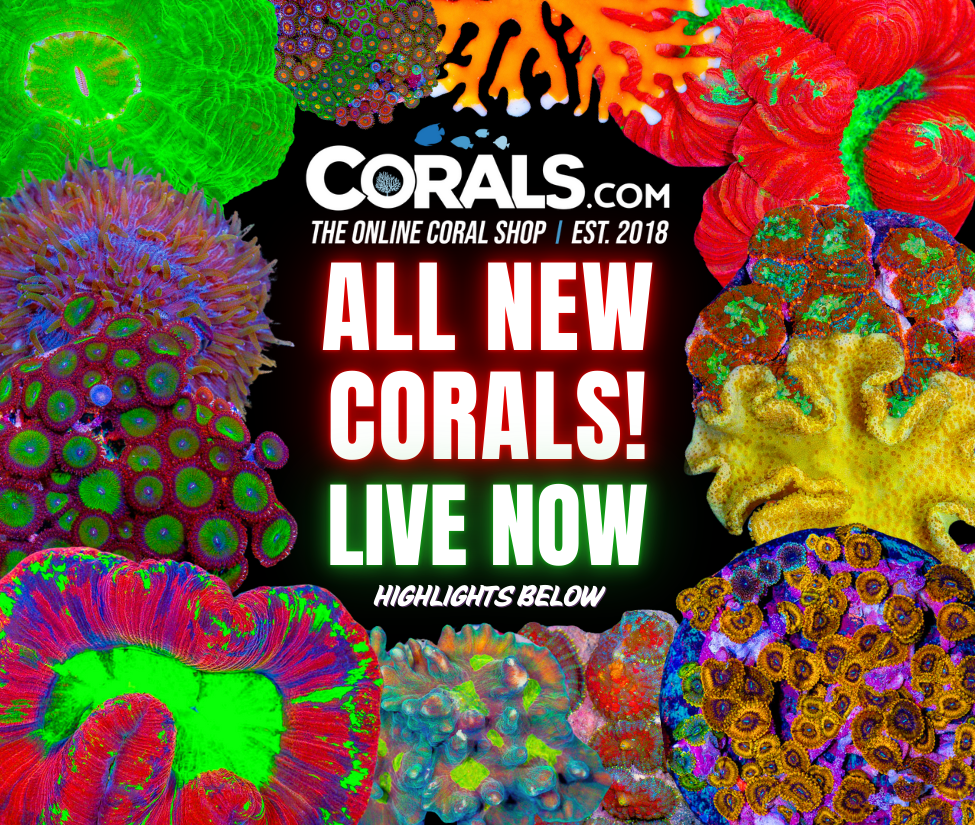 new corals 9.5.png