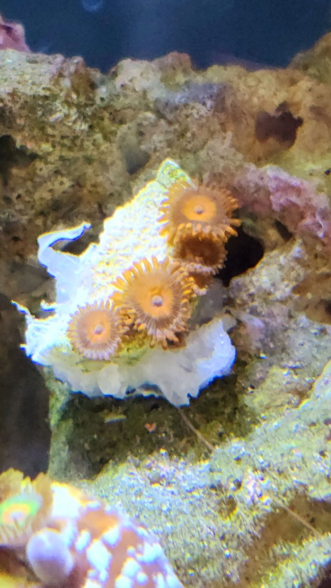 New unknown Zoa week 11.jpg