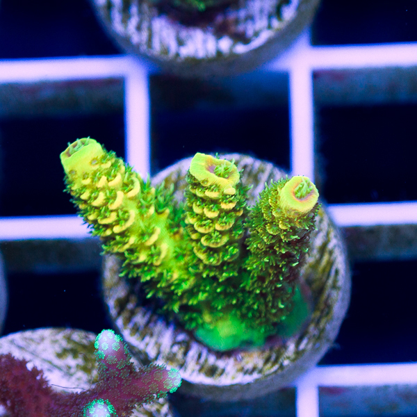 newcoral0598.jpg