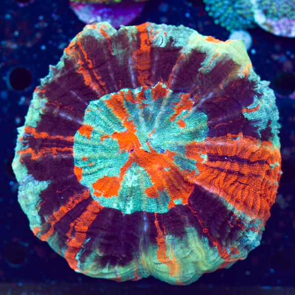 newcoral2809.jpg