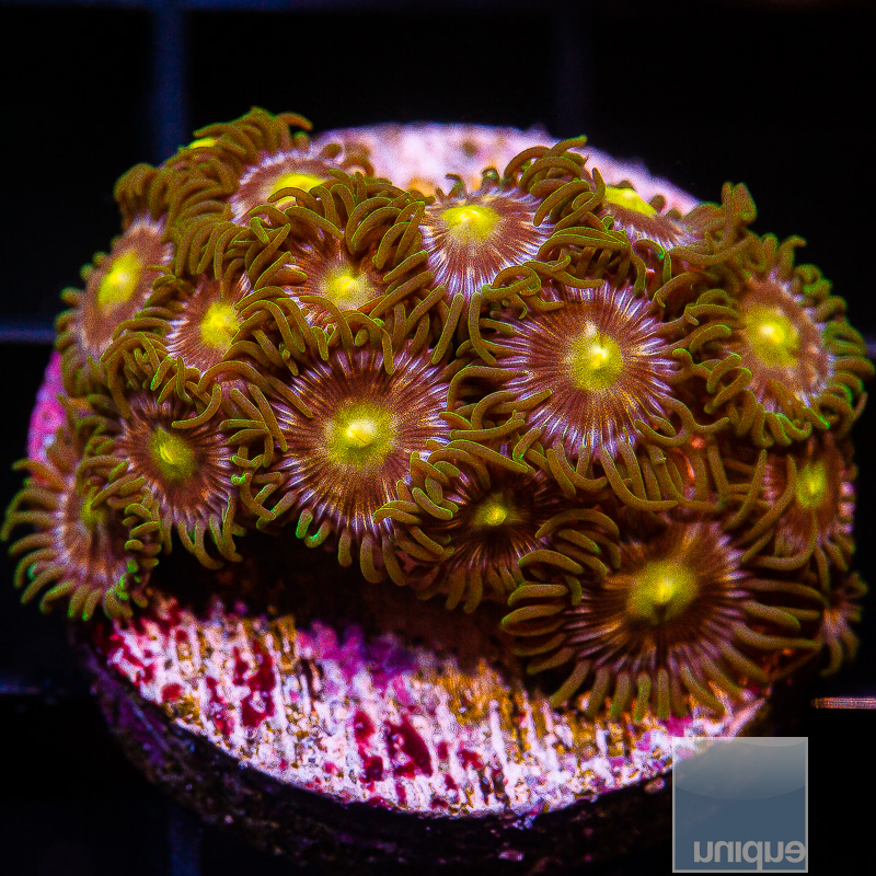 Nirvana zoa colony 139 46.JPG