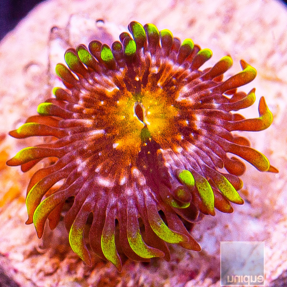 Nirvana Zoanthid 10 5 (1).JPG