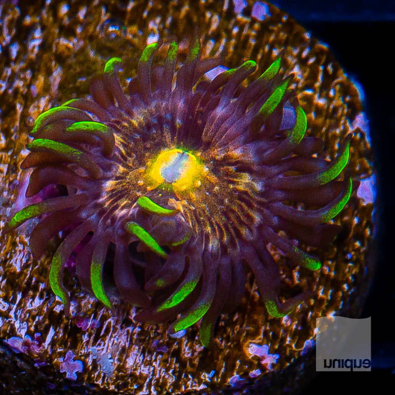 Nirvana Zoanthid 11 6.jpg