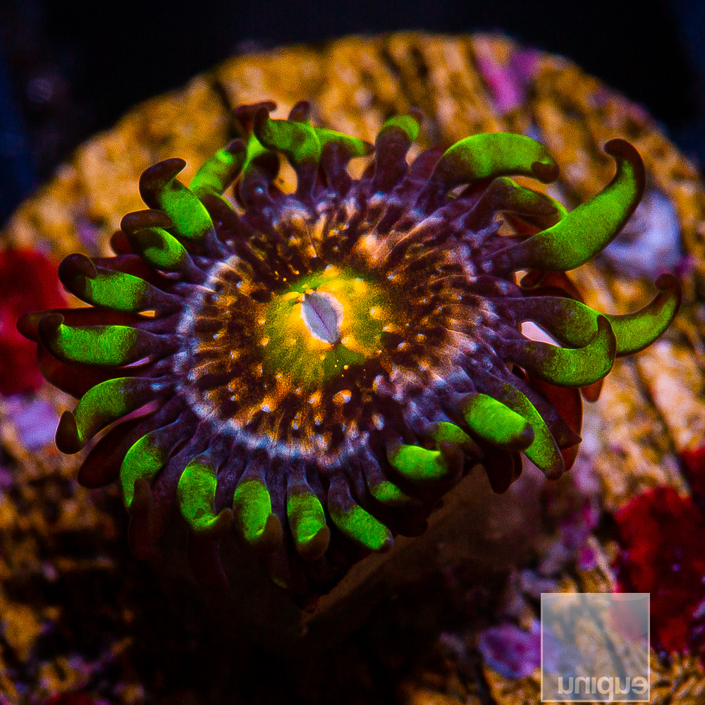 Nirvana Zoanthid 21 10.JPG