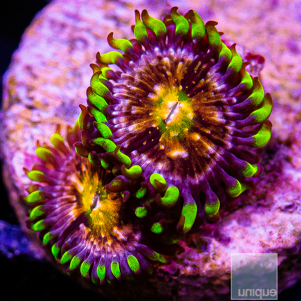 Nirvana Zoanthid 34 10.JPG